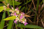 Swamp loosestrife